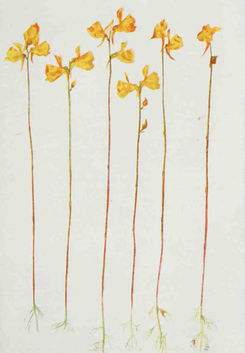 How to know the Wild Flowers 1909 Horned Bladderwort A4 Photo Print