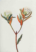 How to know the Wild Flowers 1909 Labrador Tea A4 Photo Print