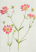 How to know the Wild Flowers 1909 Large Sea Pink A4 Photo Print