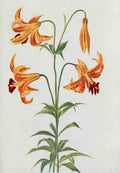 How to know the Wild Flowers 1909 Meadow Lily A4 Photo Print
