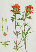 How to know the Wild Flowers 1909 Painted Cup A4 Photo Print