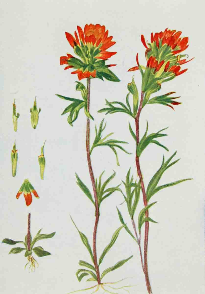 How to know the Wild Flowers 1909 Painted Cup A4 Photo Print