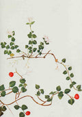 How to know the Wild Flowers 1909 Partridge Vine A4 Photo Print