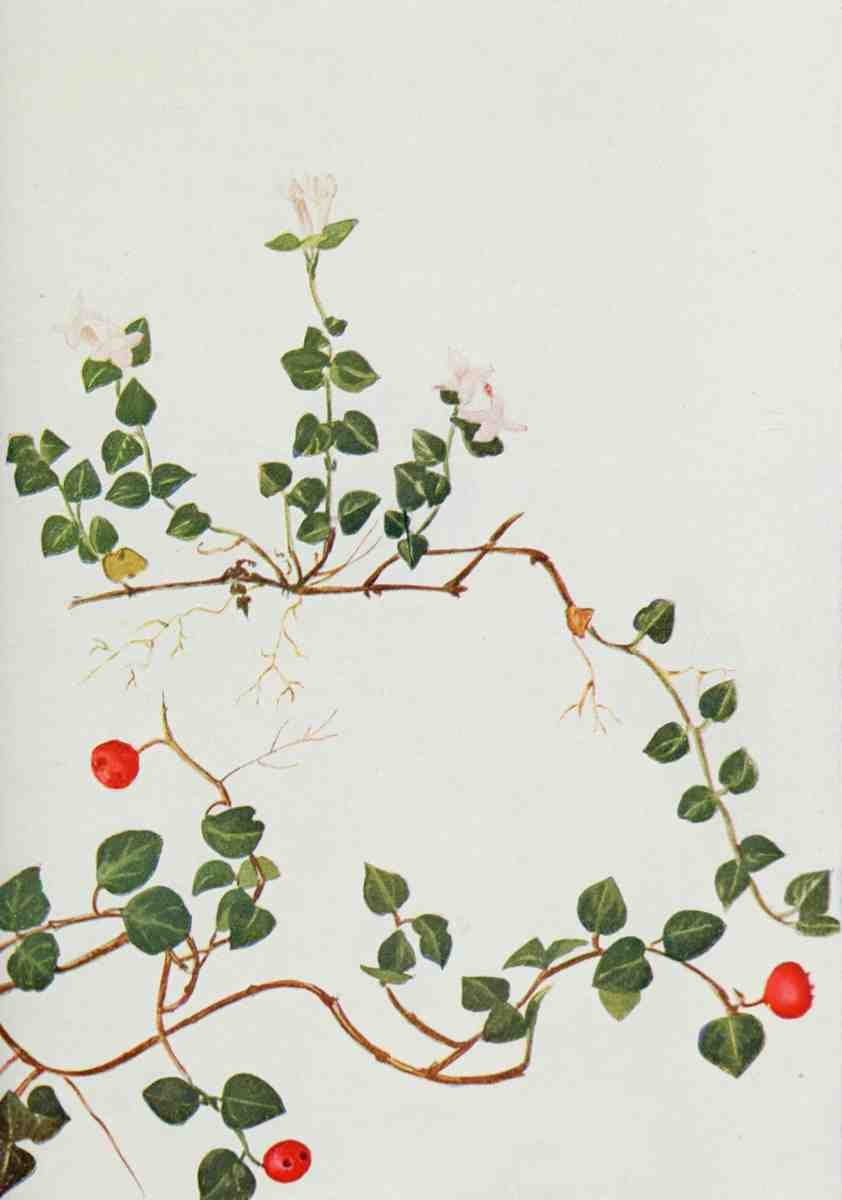 How to know the Wild Flowers 1909 Partridge Vine A4 Photo Print