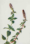 How to know the Wild Flowers 1909 Peppermint A4 Photo Print