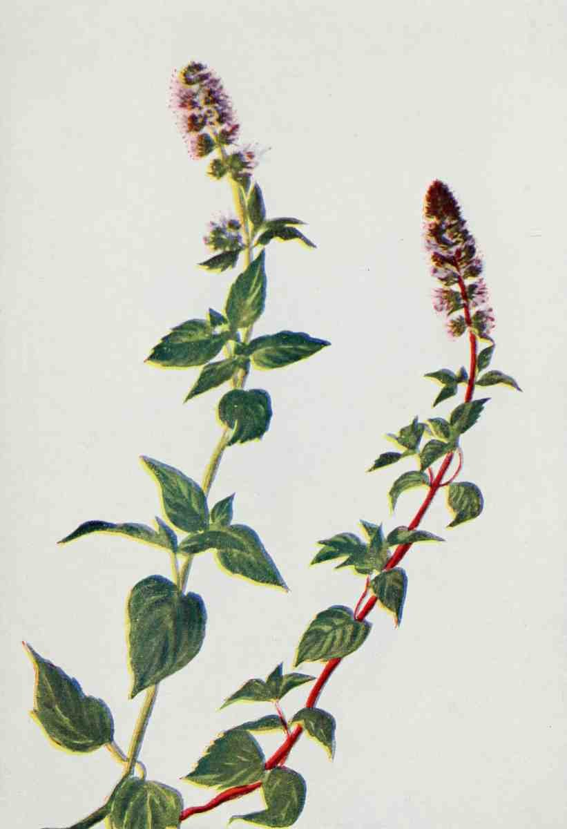 How to know the Wild Flowers 1909 Peppermint A4 Photo Print