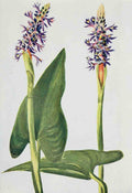 How to know the Wild Flowers 1909 Pickerel Weed A4 Photo Print
