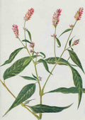 How to know the Wild Flowers 1909 Pink Knotweed A4 Photo Print