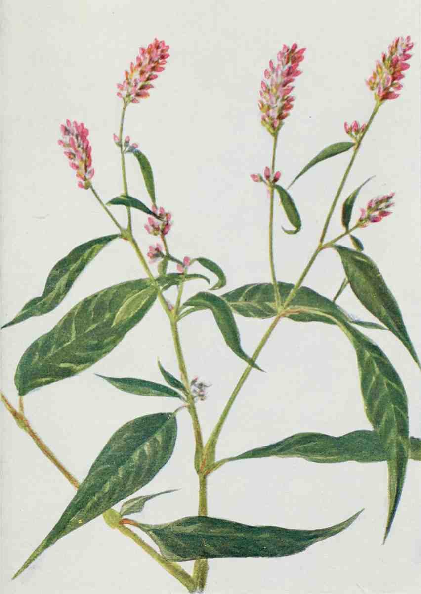 How to know the Wild Flowers 1909 Pink Knotweed A4 Photo Print