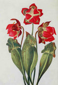 How to know the Wild Flowers 1909 Pitcher Plant A4 Photo Print