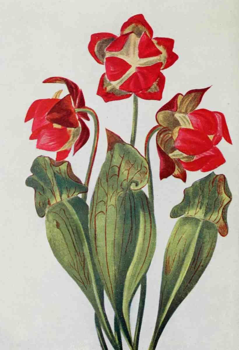 How to know the Wild Flowers 1909 Pitcher Plant A4 Photo Print