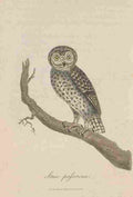 Howitt S 1813 Little Owl A4 Photo Print