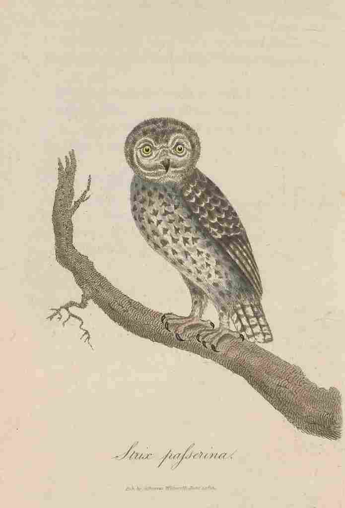 Howitt S 1813 Little Owl A4 Photo Print