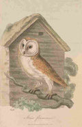 Howitt S 1813 Tawny Owl A4 Photo Print