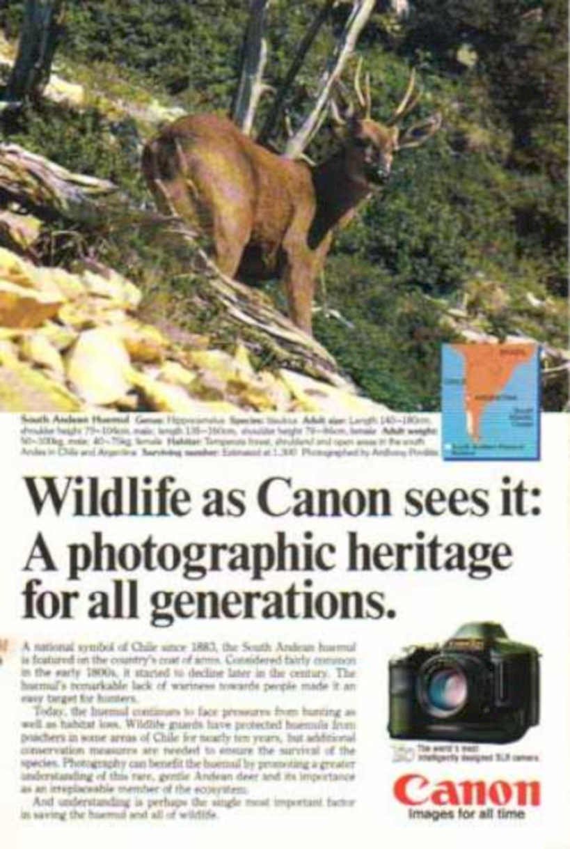 Huemul Patagonian Grassland Vintage Retro Advert Ads A4 Photo Print