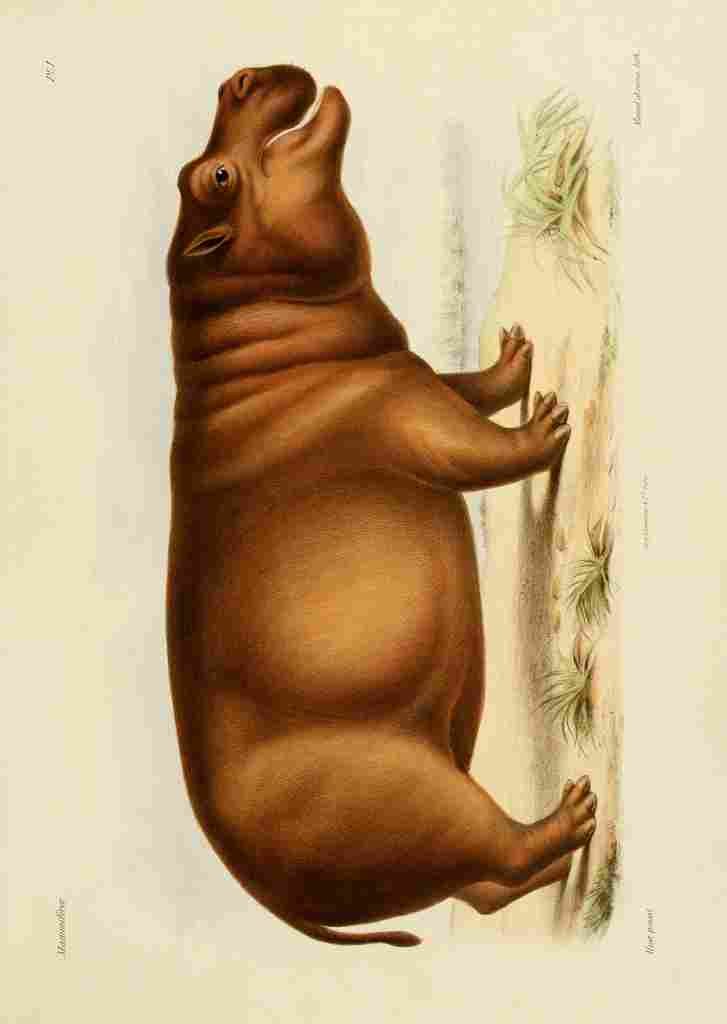 Huet Nicholas 1868 Hippopotamus A4 Photo Print