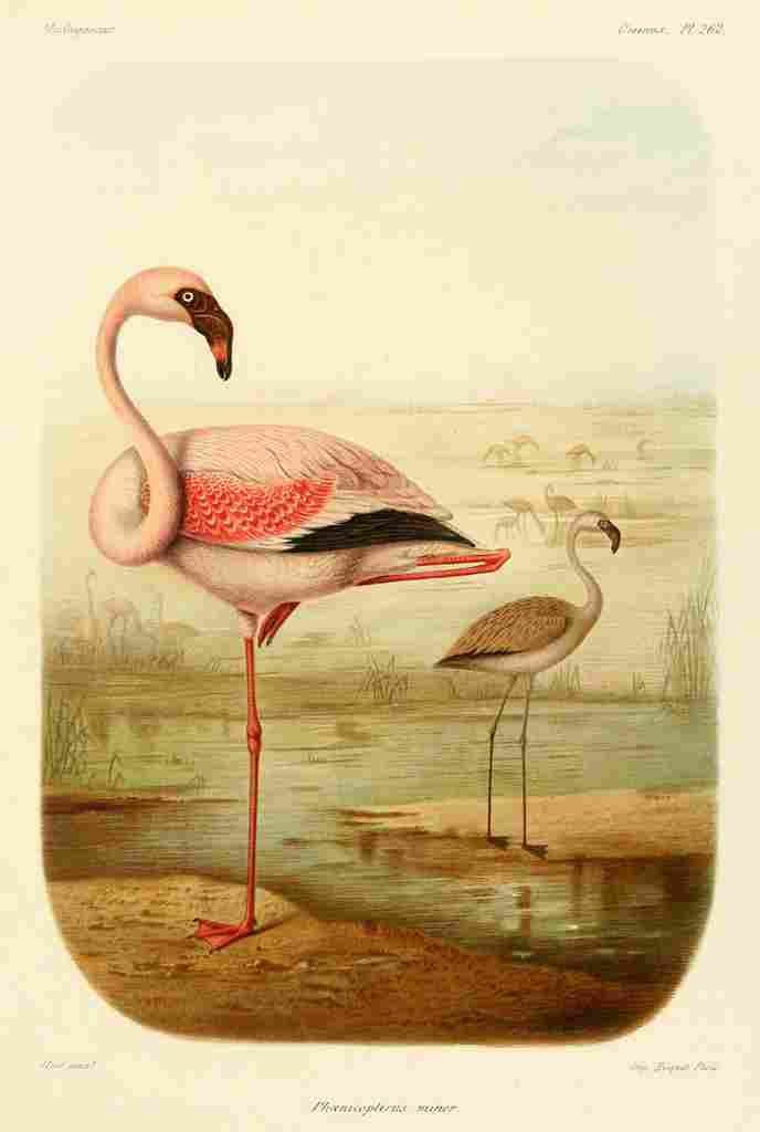 Huet Nicholas 1885 Flamingo A4 Photo Print
