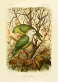 Huet Nicholas Madagascan Parakeets A4 Photo Print