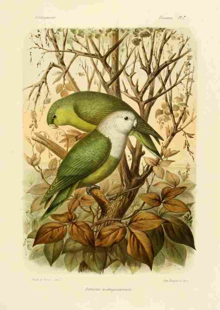 Huet Nicholas Madagascan Parakeets A4 Photo Print
