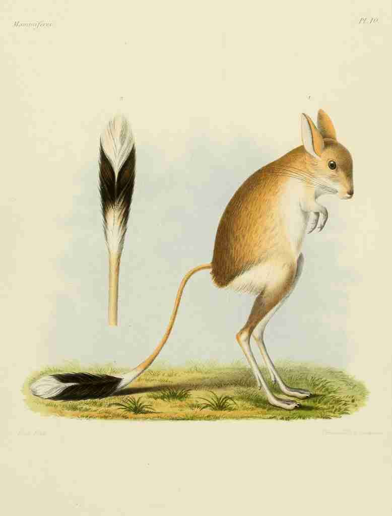 Huet Recherches pour servir à lhistoire naturelle des mammifères 1868 Jerboa A4 Photo Print