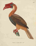 Huet et Prêtre Oiseux 1838 Great Hornbill A4 Photo Print