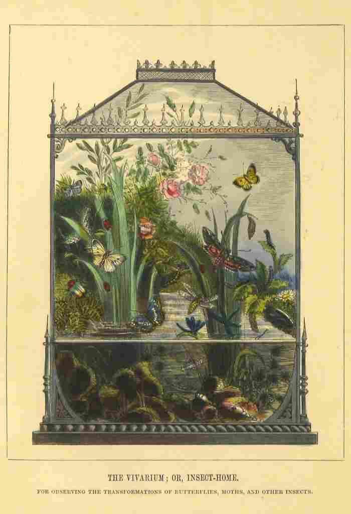 Humphreys Henry 1858 Vivarium A4 Photo Print