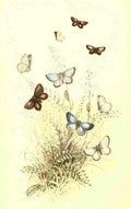Humphreys Henry Butterflies 1860 Blues 1 A4 Photo Print