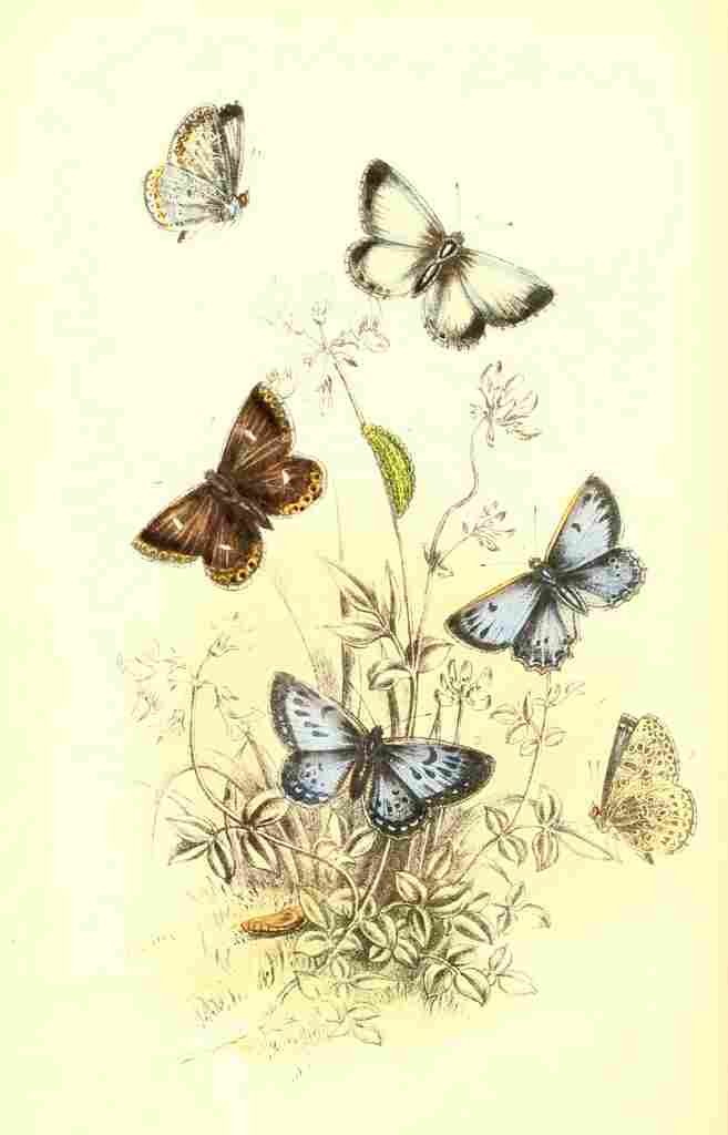 Humphreys Henry Butterflies 1860 Blues 2 A4 Photo Print