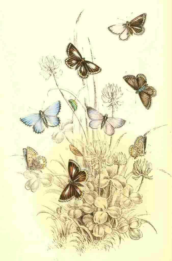 Humphreys Henry Butterflies 1860 Blues 3 A4 Photo Print