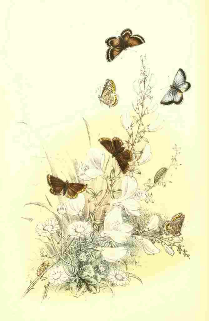 Humphreys Henry Butterflies 1860 Blues & Argus A4 Photo Print