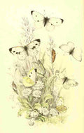 Humphreys Henry Butterflies 1860 Cabbage White et al A4 Photo Print