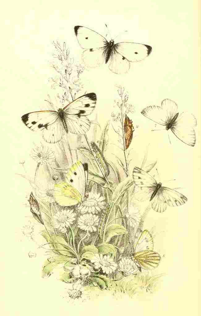 Humphreys Henry Butterflies 1860 Cabbage White et al A4 Photo Print