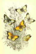 Humphreys Henry Butterflies 1860 Clouded Yellow et al A4 Photo Print