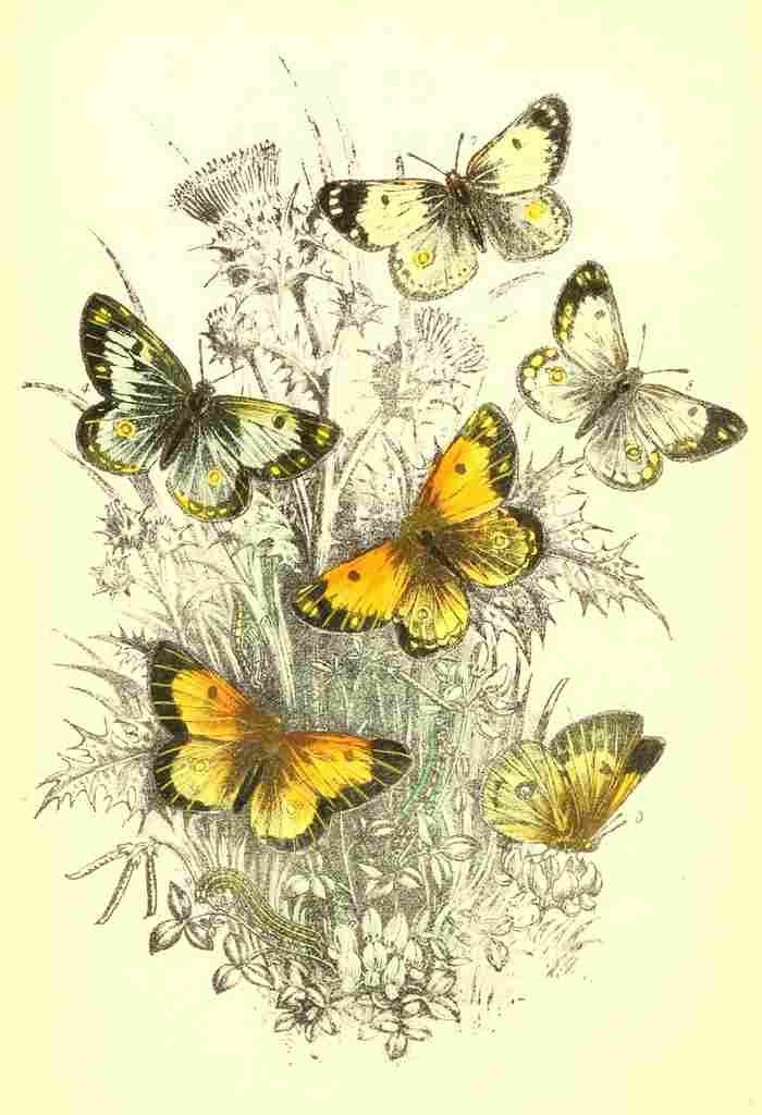 Humphreys Henry Butterflies 1860 Clouded Yellow et al A4 Photo Print