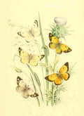 Humphreys Henry Butterflies 1860 Colias 1 A4 Photo Print