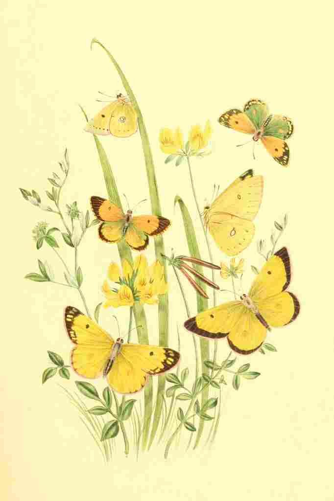 Humphreys Henry Butterflies 1860 Colias 2 A4 Photo Print