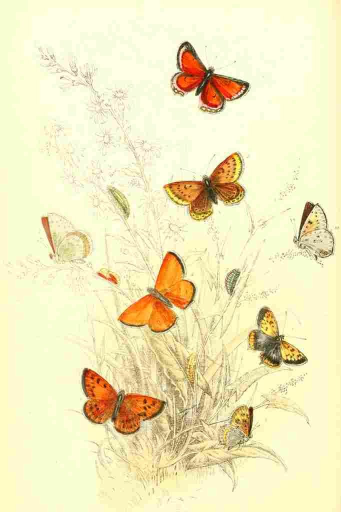 Humphreys Henry Butterflies 1860 Copper 1 A4 Photo Print
