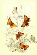 Humphreys Henry Butterflies 1860 Copper 2 A4 Photo Print