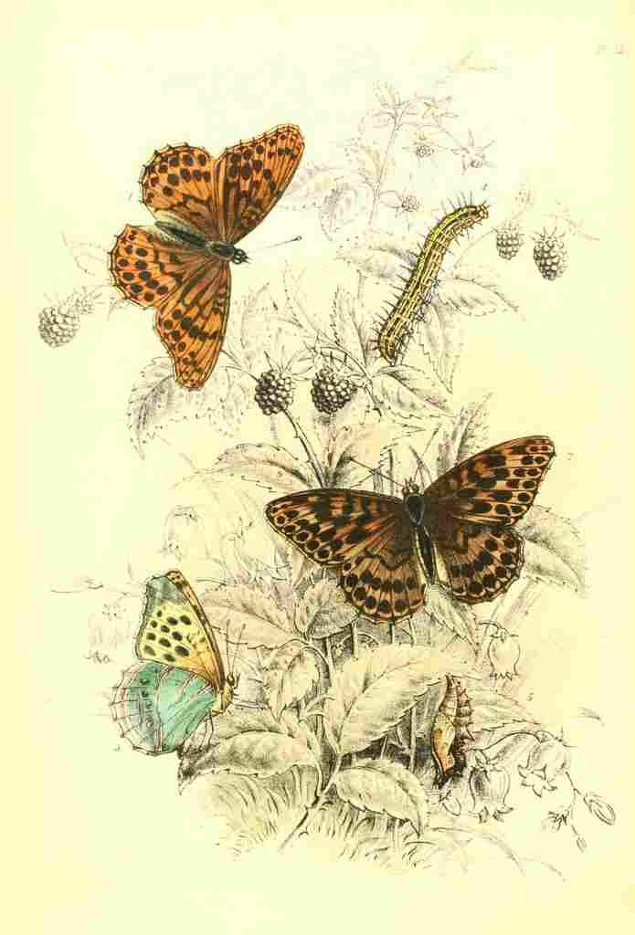 Humphreys Henry Butterflies 1860 Dark Gr Fritillary et al A4 Photo Print