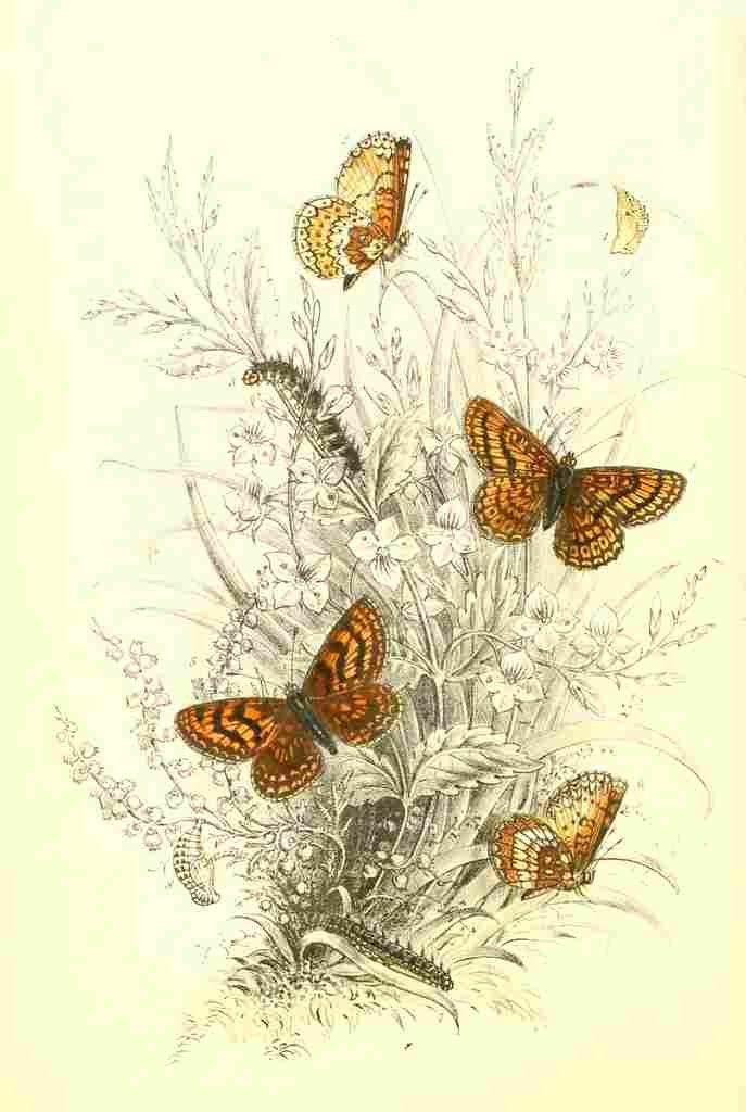 Humphreys Henry Butterflies 1860 Fritillaries 1 A4 Photo Print