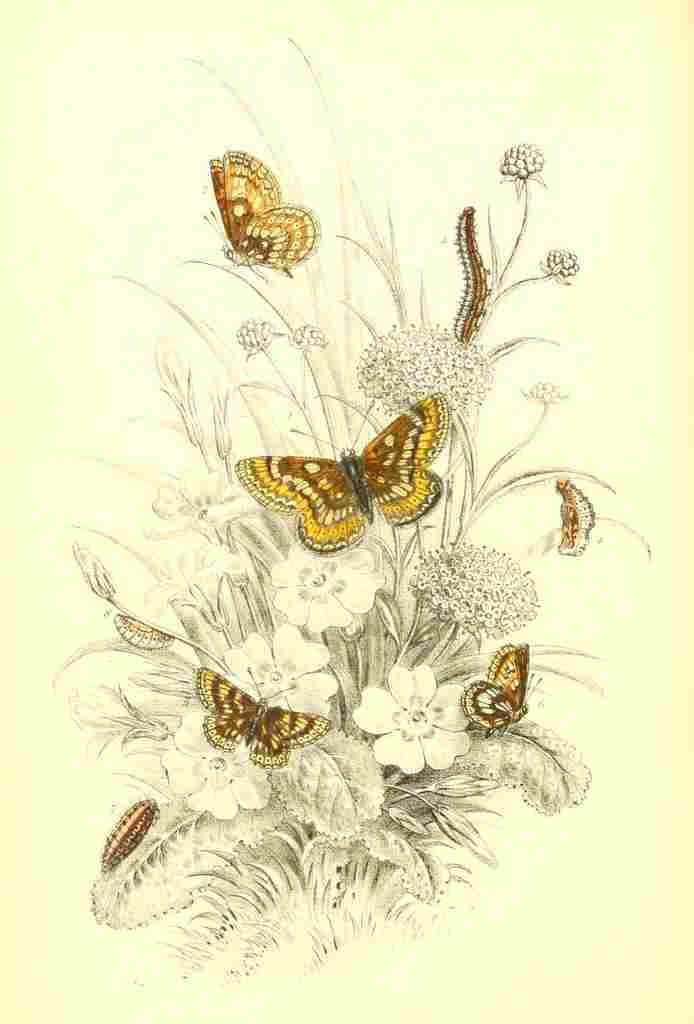 Humphreys Henry Butterflies 1860 Fritillaries 2 A4 Photo Print