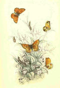 Humphreys Henry Butterflies 1860 Fritillary A4 Photo Print