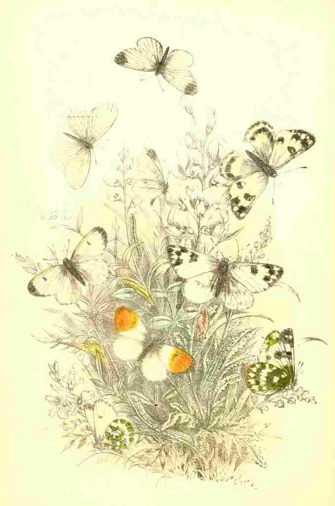 Humphreys Henry Butterflies 1860 Gr chqd White et al A4 Photo Print