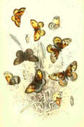 Humphreys Henry Butterflies 1860 Grayling et al A4 Photo Print