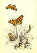Humphreys Henry Butterflies 1860 Gt Tortoiseshell et al A4 Photo Print