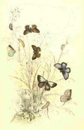 Humphreys Henry Butterflies 1860 Hairstreaks A4 Photo Print