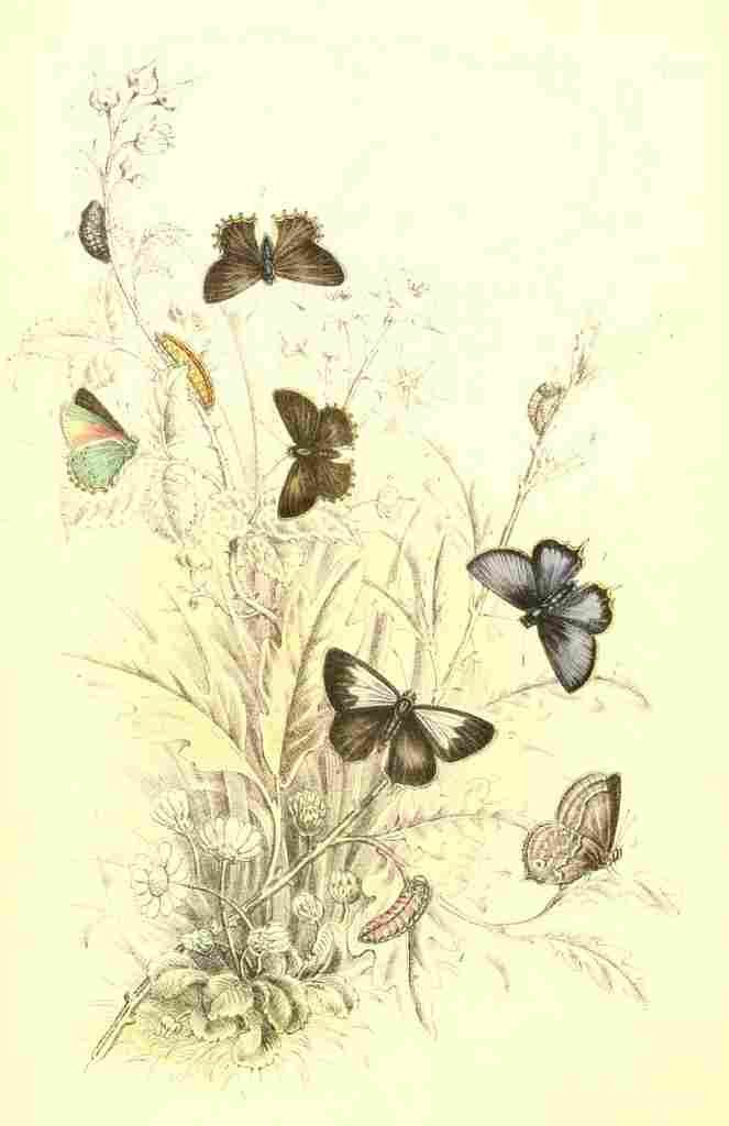Humphreys Henry Butterflies 1860 Hairstreaks A4 Photo Print