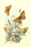 Humphreys Henry Butterflies 1860 High brown Fritillary A4 Photo Print