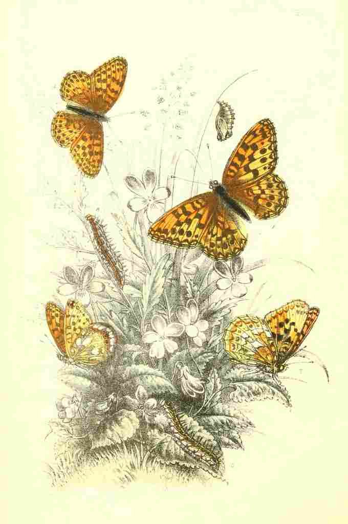 Humphreys Henry Butterflies 1860 High brown Fritillary A4 Photo Print