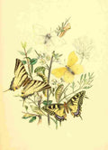 Humphreys Henry Butterflies 1860 Linnaeus A4 Photo Print